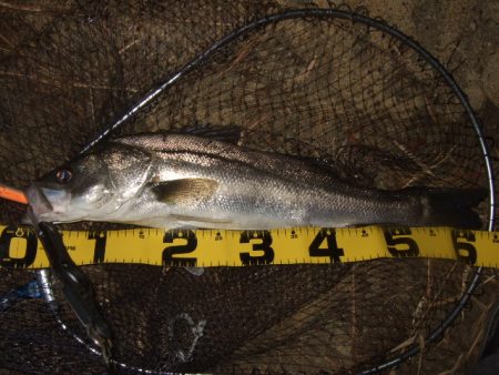 河口で何とか一本