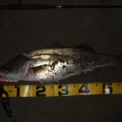 ハイシーズンの河川、ランカーシーバス狙いで