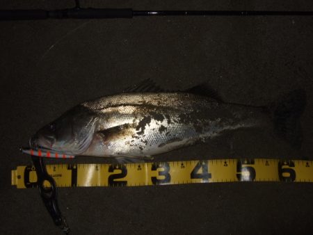 ハイシーズンの河川、ランカーシーバス狙いで…