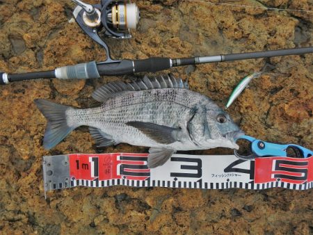 ミノーでゴンっ