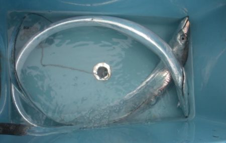 神戸沖タチウオ