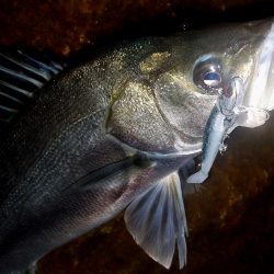 西宮跳ね橋　コアマンVJ-16　3本ゲット