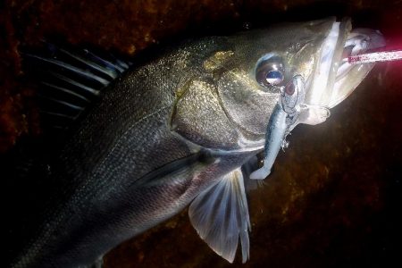 西宮跳ね橋　コアマンVJ-16　3本ゲット