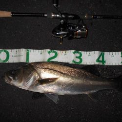 シーバスの無限バイト…。