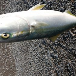 カツオのはずが・・・