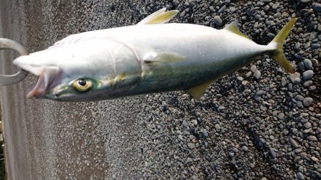 カツオのはずが・・・