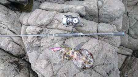 ちょこっとエギング