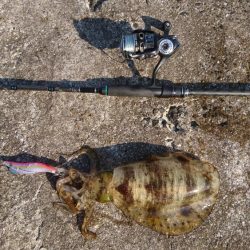 昼下がりのエギング