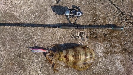 昼下がりのエギング