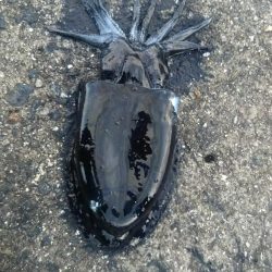 エギング狙いではなかったんですが