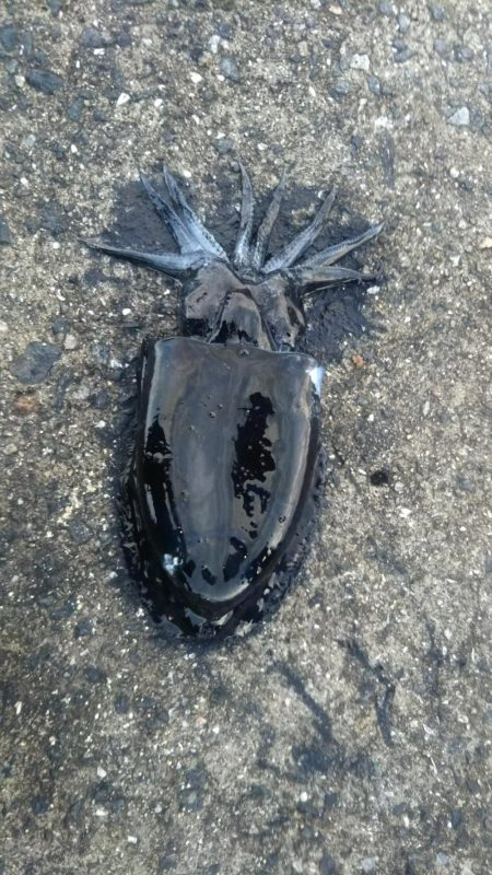 エギング狙いではなかったんですが