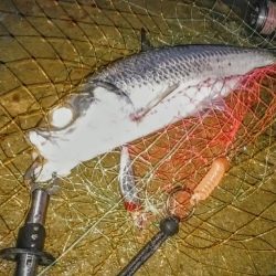 西表島でのターポン