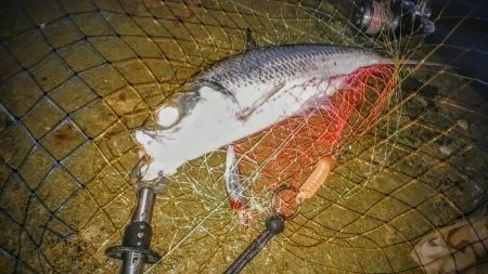 西表島でのターポン