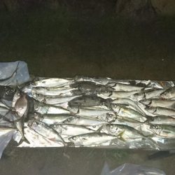 アジ釣り、イカ釣り