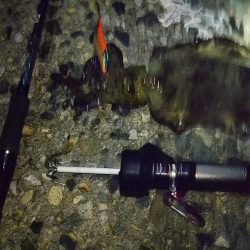 ナイターエギング