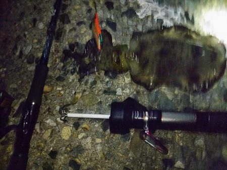 ナイターエギング