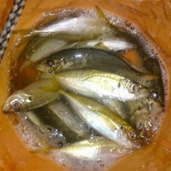 アジ釣り