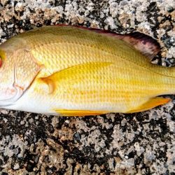 ライトタックルのワームでした