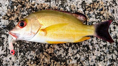 ライトタックルのワームでした