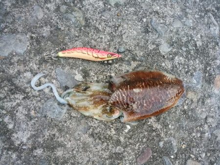 久しぶりに釣れました