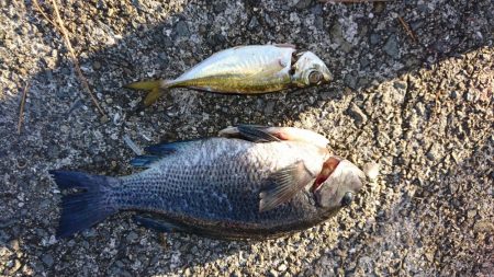 タチウオ渋い…