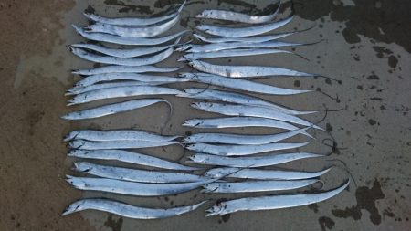 津田でタチウオ