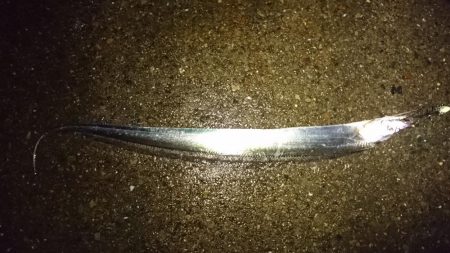 林田でタチウオ