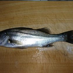 エビ巻き釣り