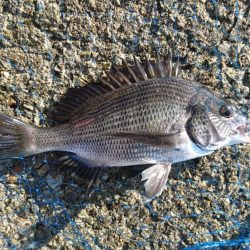 五目釣り(フカセ)