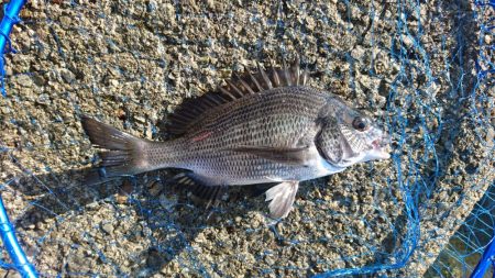 五目釣り(フカセ)