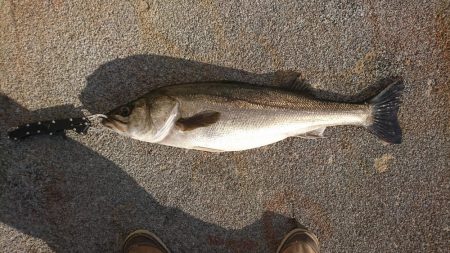 朝イチ渋く昼から爆釣