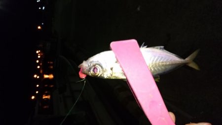 １時間だけ漁港で釣り