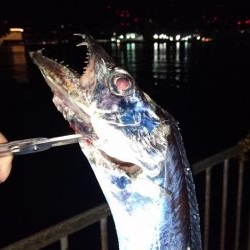 シーバス釣れず‼️