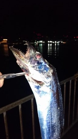 シーバス釣れず‼️