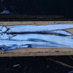 タチウオ南港全体好調