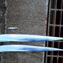 タチウオ継続中