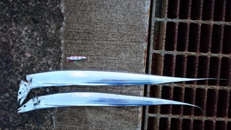 タチウオ継続中