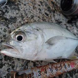 西表島 ルアーでオニヒラアジ