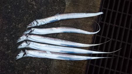 タチウオまだまだ釣れる