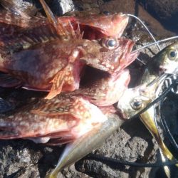 ショアジギ不発で根魚に移行