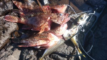 ショアジギ不発で根魚に移行