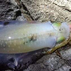 十三夜エギング