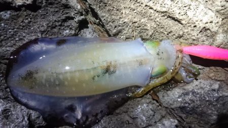 十三夜エギング