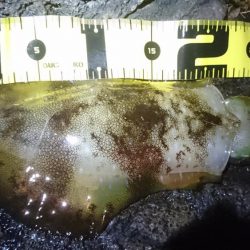 雨の中の朝マズメ狙い