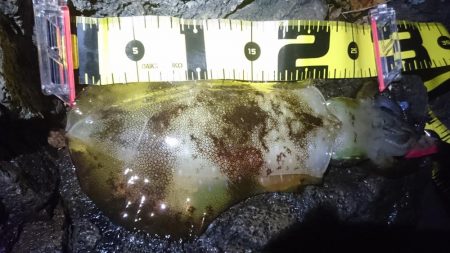 雨の中の朝マズメ狙い