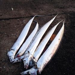 南港タチウオまだまだまだ釣れる