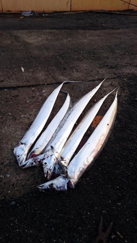 南港タチウオまだまだまだ釣れる