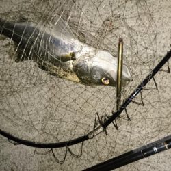 サヨリパターン攻略?