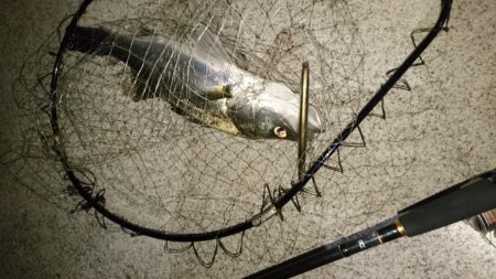 サヨリパターン攻略?