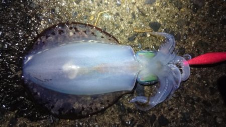 久し振りのイカ